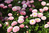 BELLIS PERENNIS, TASSO SERIES