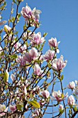 MAGNOLIA SOULANGEANA