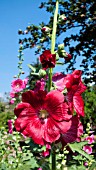 ALCEA ROSEA