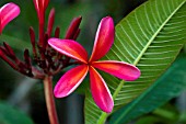 PLUMERIA RUBRA