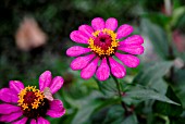 ZINNIA ELEGANS