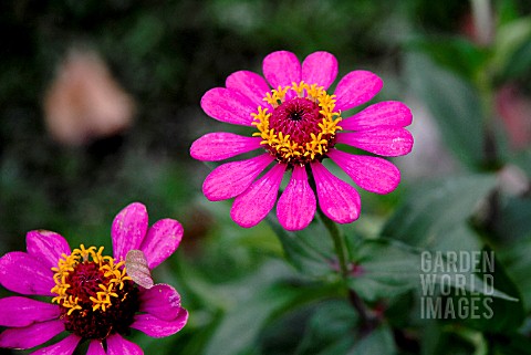 ZINNIA_ELEGANS