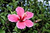 HIBISCUS ROSA-SINENSIS