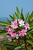 NERIUM OLEANDER