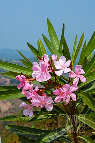 NERIUM_OLEANDER