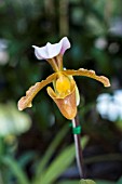 PAPHIOPEDILUM