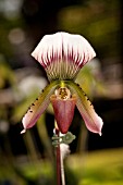 PAPHIOPEDILUM CALLOSUM