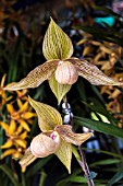 PAPHIOPEDILUM HAROLD KOOPOWITZ