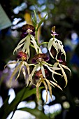 ENCYCLIA COCHLEATA