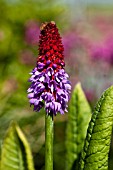 PRIMULA VIALII