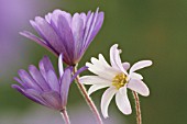 ANEMONE BLANDA, ANEMONE