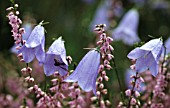 CAMPANULA ROTUNDIFOLIA, HAREBELL