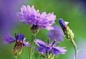 CENTAUREA CYANUS, CORNFLOWER