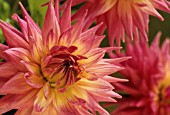 DAHLIA ‘PINK JUPITER’, DAHLIA