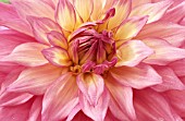 DAHLIA ‘SIR ALF RAMSEY’, DAHLIA