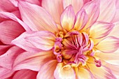 DAHLIA ‘SIR ALF RAMSEY’, DAHLIA