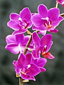 DORITAENOPSIS TAISUCO RUBY, ORCHID