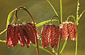 FRITILLARIA MELEAGRIS, FRITILLARY - SNAKES HEAD FRITILLARY