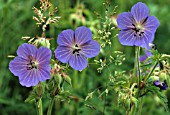 GERANIUM PRATENSE, GERANIUM, CRANESBILL