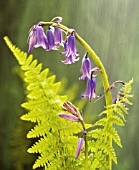 HYACINTHOIDES NON-SCRIPTA, BLUEBELL - ENGLISH BLUEBELL