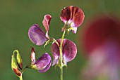 LATHYRUS ODORATUS ‘MATUCANA’, SWEET PEA