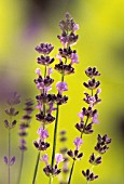 LAVANDULA AUGUSTIFOLIA, LAVENDER