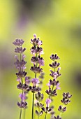 LAVANDULA AUGUSTIFOLIA, LAVENDER