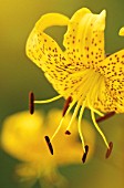 LILIUM LEICHTLINII, LILY