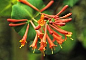 LONICERA BROWNII ‘DROPMORE SCARLET’, HONEYSUCKLE