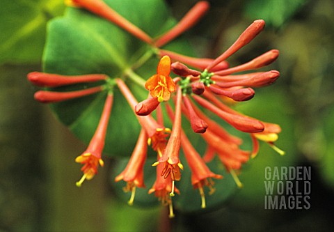 LONICERA_BROWNII_DROPMORE_SCARLET_HONEYSUCKLE