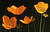 MECONOPSIS CAMBRICA, POPPY - WELSH POPPY