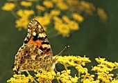 FOENICULUM VULGARE, FENNEL BULB, FLORENCE FENNEL