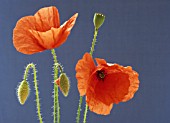 PAPAVER RHOEAS, POPPY