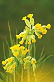 PRIMULA VERIS, COWSLIP