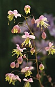 THALICTRUM DELAVAYI, MEADOW RUE