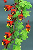 TROPAEOLUM, NASTURTIUM