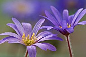 ANEMONE BLANDA, ANEMONE