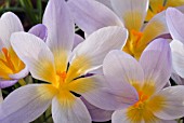 CROCUS ‘FIREFLY’, CROCUS