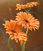 GERBERA, GERBERA