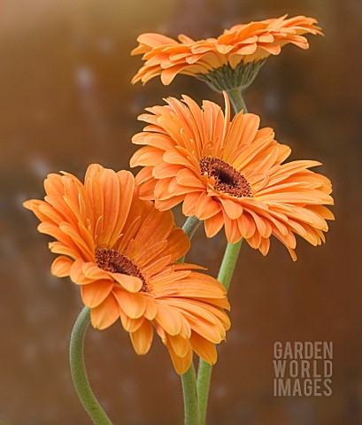 GERBERA_GERBERA