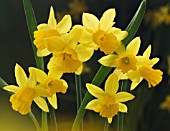 NARCISSUS, DAFFODIL