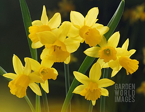 NARCISSUS_DAFFODIL