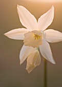 NARCISSUS, DAFFODIL