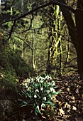 GALANTHUS NIVALIS, SNOWDROP