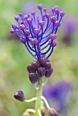 MUSCARI COMOSUM, GRAPE HYACINTH