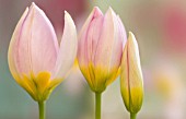 TULIPA ‘LILAC WONDER’, TULIP