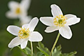 ANEMONE NEMOROSA, ANEMONE