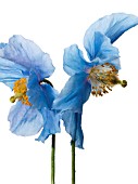 MECONOPSIS BETONICIFOLIA, HIMALAYAN BLUE POPPY