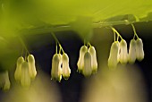 POLYGONATUM, SOLOMONS SEAL