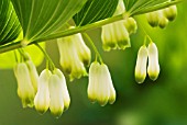 POLYGONATUM, SOLOMONS SEAL